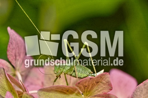 Kurzflügelige Schwertschrecke (5).jpg